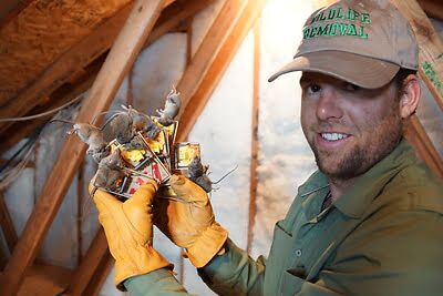 mouse trapping